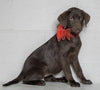 Labrador Retriever Puppy For Sale Sugarcreek OH Female - Noel