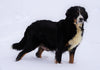AKC Registered Bernese Mountain Dog For Sale Millersburg, OH Female- Layna