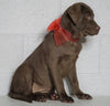 Labrador Retriever Puppy For Sale Sugarcreek OH Female - Candie