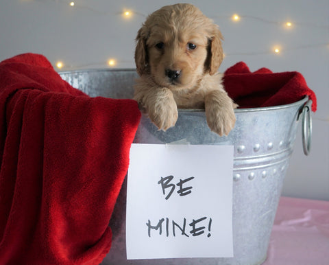 Mini Goldendoodle For Sale Sugarcreek, OH Female- Adora