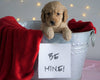 Mini Goldendoodle For Sale Sugarcreek, OH Female- Adora