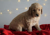 Mini Goldendoodle For Sale Sugarcreek, OH Female- Adora