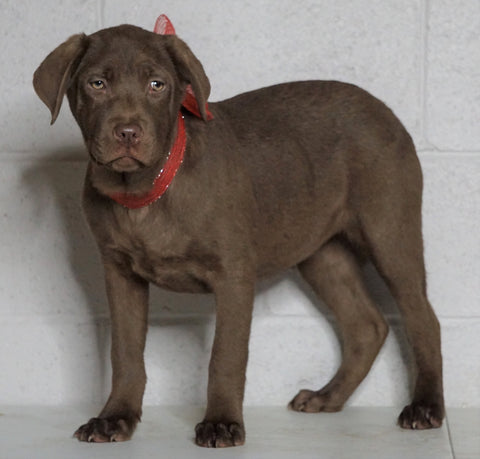 Labrador Retriever Puppy For Sale Sugarcreek OH Female - Candie