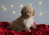 Mini Goldendoodle For Sale Sugarcreek, OH Female- Pinky