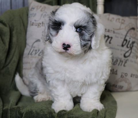 Mini Sheepadoodle For Sale Holmesville, OH Male- Gunner