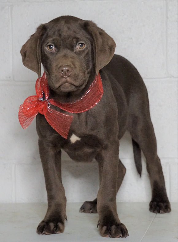 Labrador Retriever Puppy For Sale Sugarcreek OH Male - Rudolph