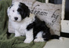 Mini Sheepadoodle For Sale Holmesville, OH Male- Gauge