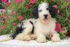 Mini Bernedoodle For Sale Sugarcreek, OH Male- Patches