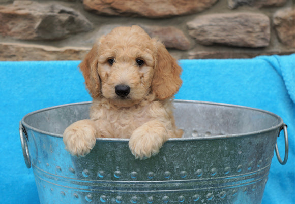 F2 Mini Goldendoodle For Sale Sugarcreek, OH Male- Chase