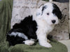 Mini Sheepadoodle For Sale Holmesville, OH Male- Gauge