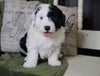 Mini Sheepadoodle For Sale Holmesville, OH Male- Gauge