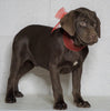 Labrador Retriever Puppy For Sale Sugarcreek OH Male - Rudolph