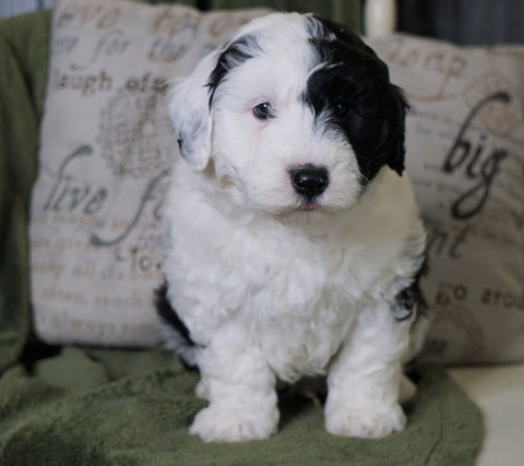 Mini Sheepadoodle For Sale Holmesville, OH Male- Gauge