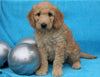 F2 Mini Goldendoodle For Sale Sugarcreek, OH Male- Chase