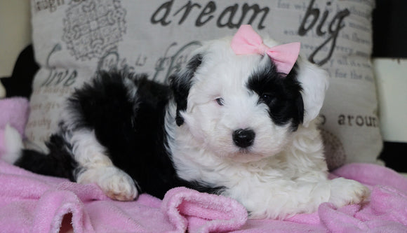 Mini Sheepadoodle For Sale Holmesville, OH Female- Angel