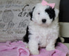 Mini Sheepadoodle For Sale Holmesville, OH Female- Angel