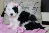 Mini Sheepadoodle For Sale Holmesville, OH Female- Angel