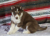 Siberian Husky For Sale Fredericksburg, OH Female - Madison