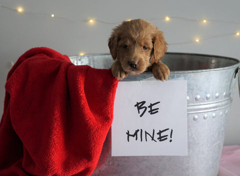 Mini Goldendoodle For Sale Sugarcreek, OH Female- Belle