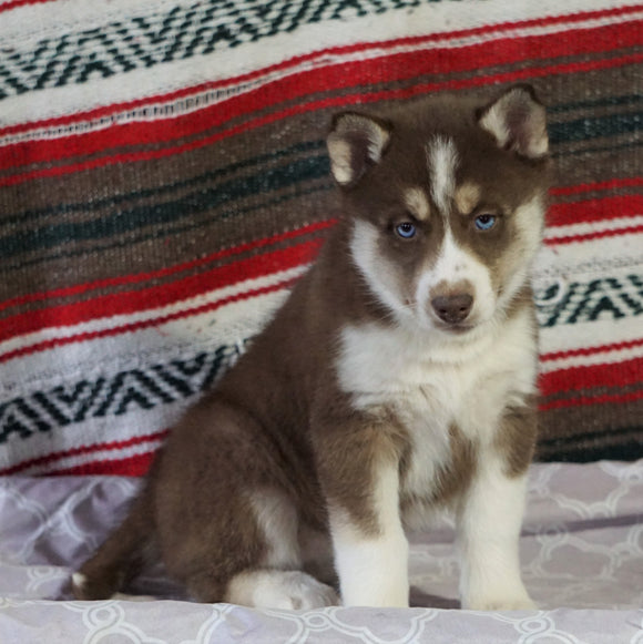 Siberian Husky For Sale Fredericksburg, OH Female - Madison