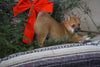 Pomeranian Mix For Sale Millersburg, OH Male- Toby