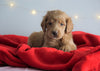 Mini Goldendoodle For Sale Sugarcreek, OH Female- Belle