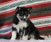 Siberian Husky For Sale Fredericksburg, OH Female - Maxine