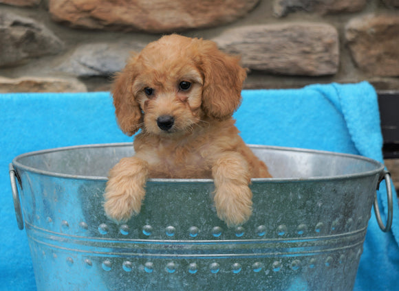 F2 Mini Goldendoodle For Sale Sugarcreek, OH Female- Daisy