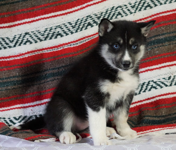 Siberian Husky For Sale Fredericksburg, OH Female - Maxine