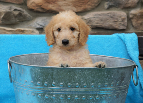 F2 Mini Goldendoodle For Sale Sugarcreek, OH Female- Lily