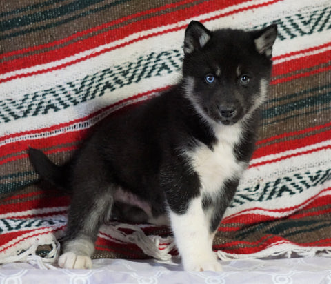 Siberian Husky For Sale Fredericksburg, OH Male - Mario