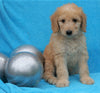 F2 Mini Goldendoodle For Sale Sugarcreek, OH Female- Lily