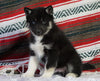 Siberian Husky For Sale Fredericksburg, OH Male - Mario