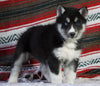 Siberian Husky For Sale Fredericksburg, OH Male - Maverick