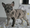 Frenchton Puppy For Sale Wooster, OH Female- Whitney