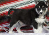 Siberian Husky For Sale Fredericksburg, OH Male - Maverick