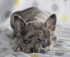 Frenchton Puppy For Sale Wooster, OH Female- Whitney