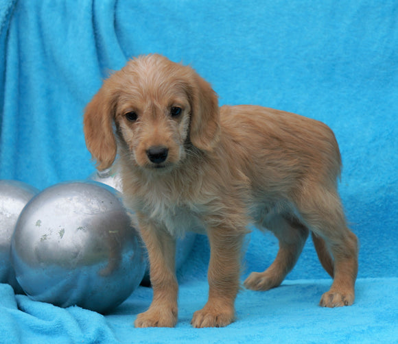 F2 Mini Goldendoodle For Sale Sugarcreek, OH Male- Jack