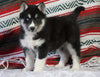 Siberian Husky For Sale Fredericksburg, OH Male - Maverick