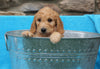 F2 Mini Goldendoodle For Sale Sugarcreek, OH Male- Tommy