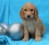 F2 Mini Goldendoodle For Sale Sugarcreek, OH Male- Tommy