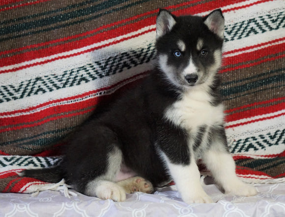 Siberian Husky For Sale Fredericksburg, OH Male - Maverick