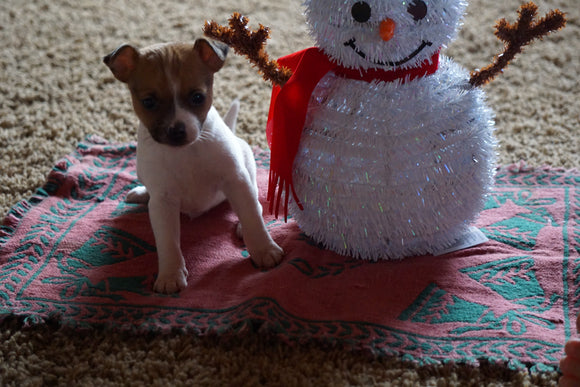 Toy Fox Terrier/Jack Russell Mix For Sale Apple Creek, OH Male- Scrapp