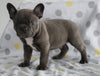 Frenchton Puppy For Sale Wooster, OH Male- Jaxson