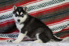 Siberian Husky For Sale Fredericksburg, OH Female - Misty