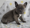 Frenchton Puppy For Sale Wooster, OH Male- Jaxson