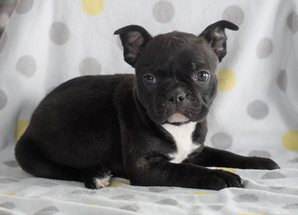 Frenchton Puppy For Sale Wooster, OH Male- Ricky