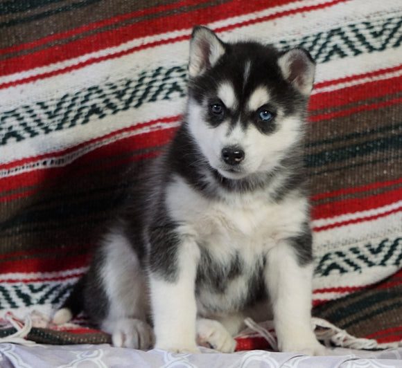 Siberian Husky For Sale Fredericksburg, OH Female - Misty