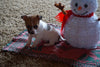 Toy Fox Terrier/Jack Russell Mix For Sale Apple Creek, OH Male- Scrapp