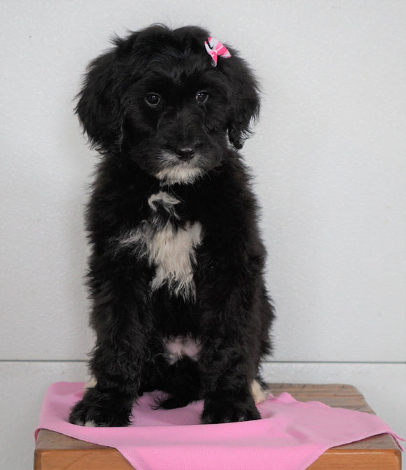 Bernedoodle ( Standard) For Sale Loudenville, OH Female- Bella